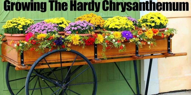 How To Grasp Rising And Care Of Hardy Chrysanthemums