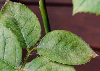 Early Indicators Of Spider Mites Harm And How To Management Them