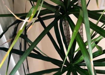 9 Causes For Dracaena Leaves Turning Yellow or Brown?