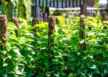 How To Make Pothos Climb