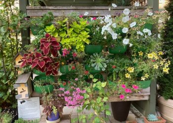 Brian Minter: The facility of horticultural remedy environments