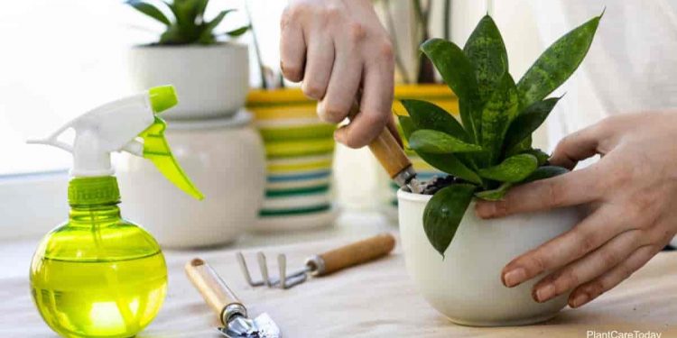 What Is The Finest Soil For Sansevieria?