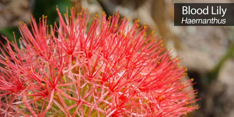Grasp Rising Haemanthus Fireball Lily