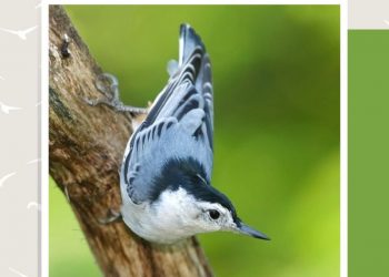 Attracting Favourite Birds To The Backyard