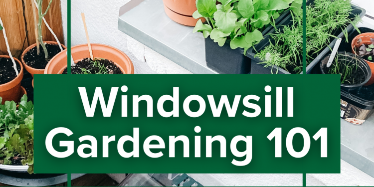 Rising Pleasure with Maria Weblog: Windowsill Gardening 101