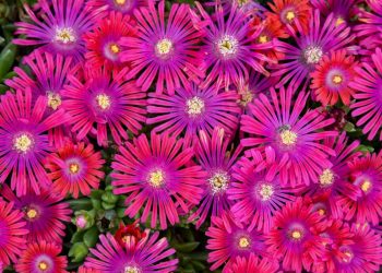 Brian Minter: Altering circumstances name for showstopper succulents