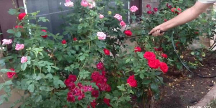 Can You Use Neem Oil For Roses Pests?