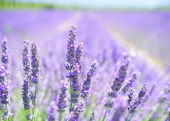 Herb Gardening – Harvest, Design, Storing Herbs