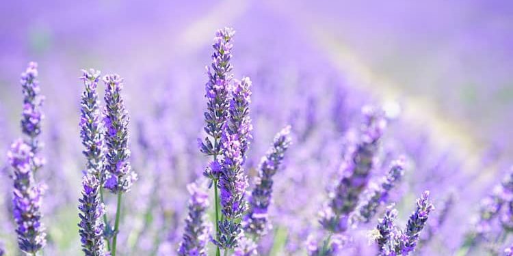 Herb Gardening – Harvest, Design, Storing Herbs