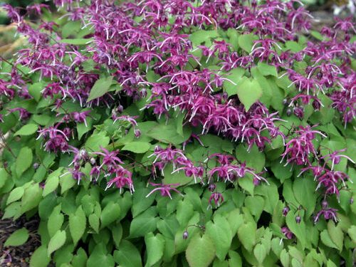 Flourishing within the Shade Backyard with Ed Lyon