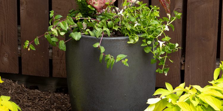 VIDEO: Half Shade, Half Solar Flowerbed with Wyse Information ☀️