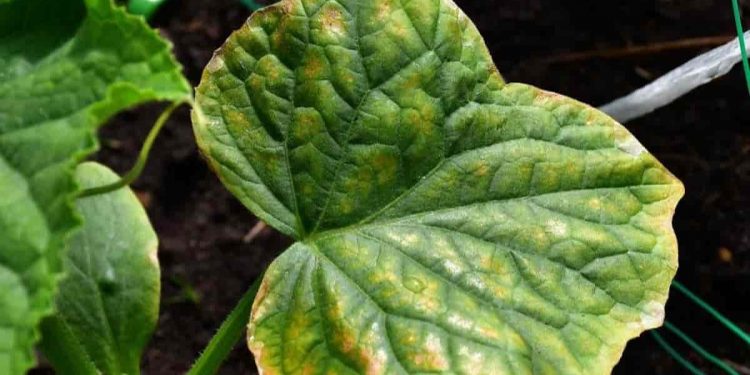 Do not Let Your Crops Die a Sluggish Demise: Suggestions for Stopping Necrosis