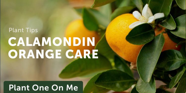 VIDEO: Planting a Calamondin Orange Tree ?? with Summer season Rayne Oakes