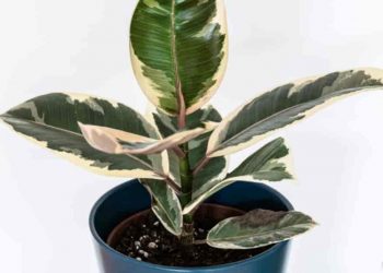 Ficus Tineke Rubber Plant Care Information