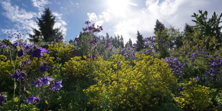 FLEUR DE LYS – Gardening