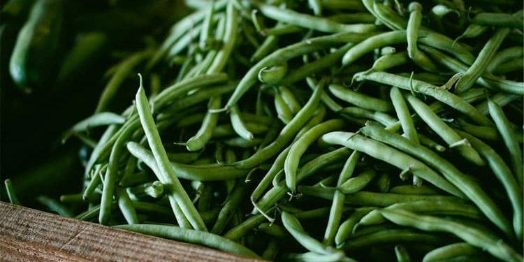 Beans How one can develop and look after this vegetable : Yard Gardener