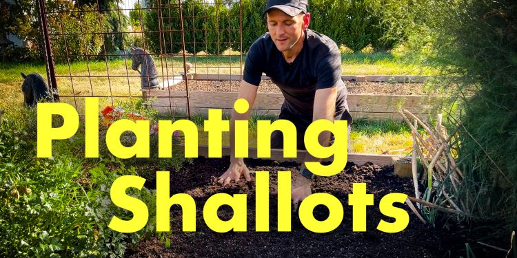 VIDEO: Planting Shallots & Harvesting Candy Potatoes with Wyse Information!