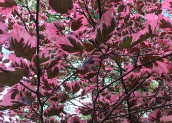Nicki’s Foliage Favorites – FineGardening