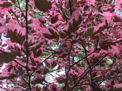 Nicki’s Foliage Favorites – FineGardening
