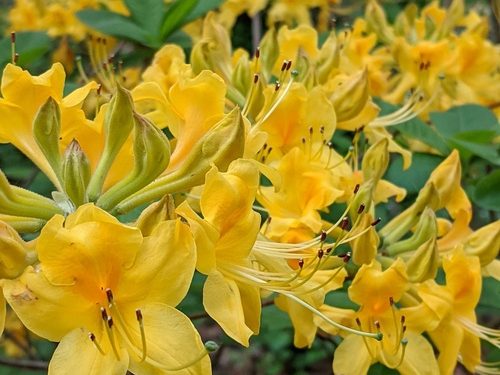 Floral Sunshine – FineGardening