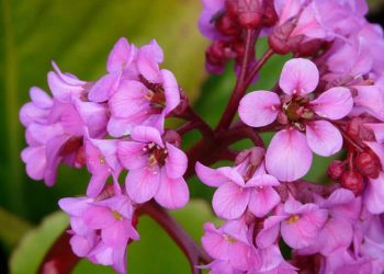 Rising Information for Bergenia Plant
