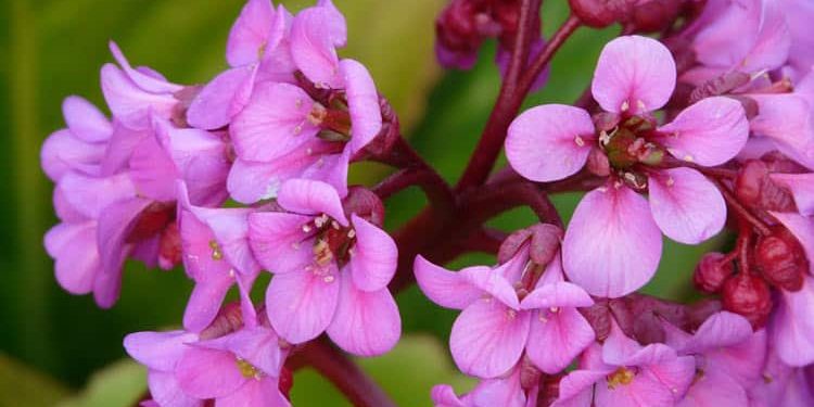 Rising Information for Bergenia Plant