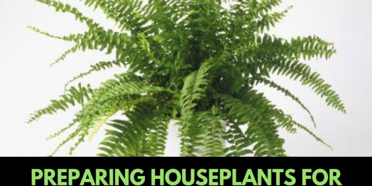 Getting ready Houseplants For Spring – FarmFoodFamily