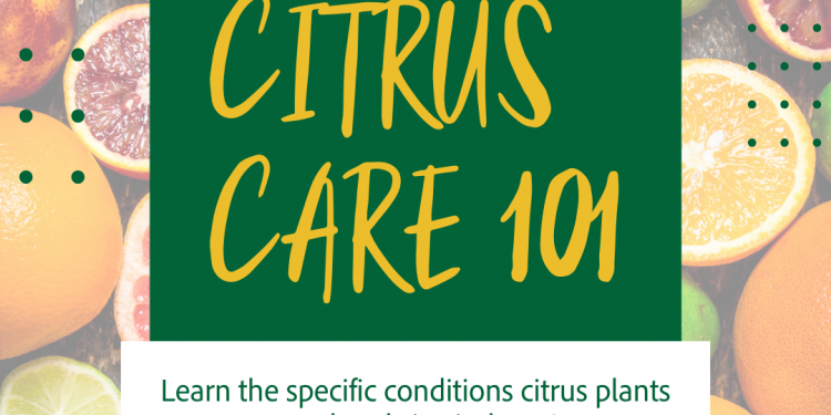 Rising Pleasure with Maria Weblog – Methods to Develop Citrus Indoors ??