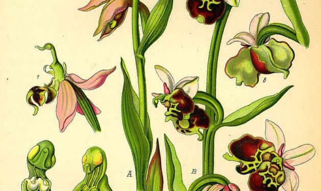 Bee Orchid – Ophyrys Apifera