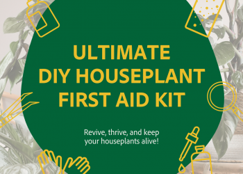 Rising Pleasure with Maria Weblog – DIY Houseplant First Support Package