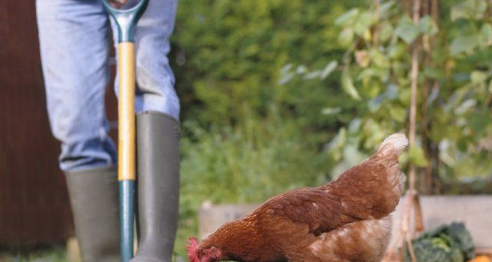 Do Chickens Eat Bugs? How To Use Poultry As Pest Management