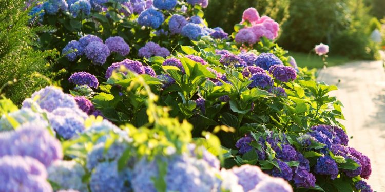 Finest Hydrangea By Zone – Discover The Proper One For Your Local weather