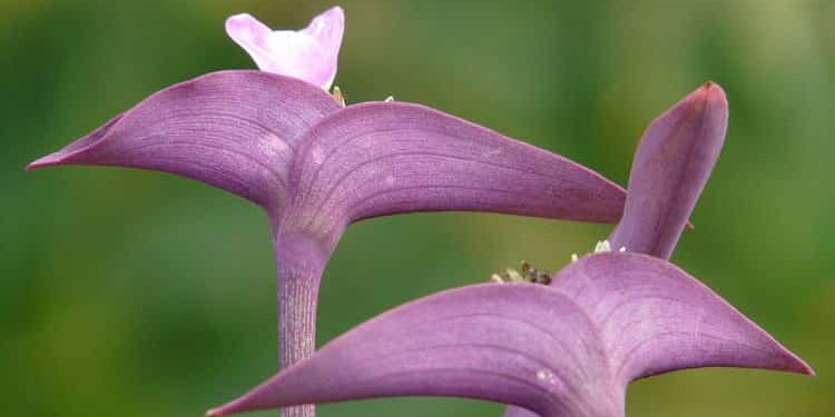 Growers Information for Spiderwort – Tradescantia
