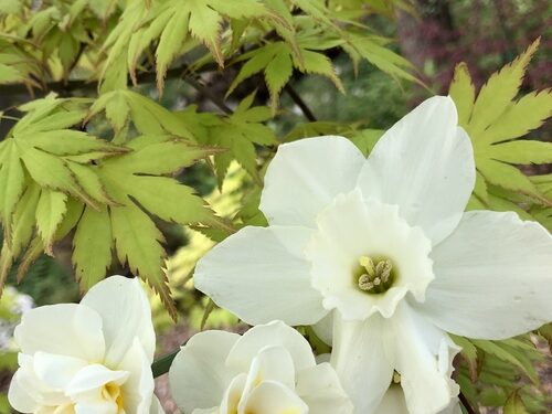 April in Carla’s Backyard – FineGardening