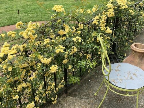 Connie’s New Backyard – FineGardening