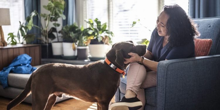 Triple-I Weblog | Canine-Associated Damage Claims Proceed to Improve; Common Payout Declines