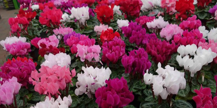Cornell Potting Soil Mixes – Yard Gardener
