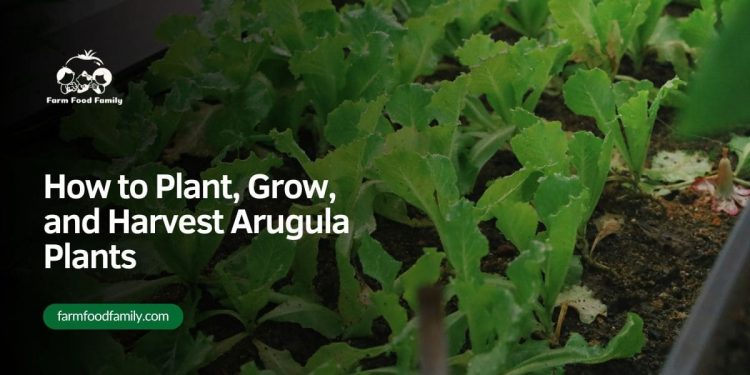 How To Plant, Develop, and Harvest Arugula Vegetation: 2024 Information