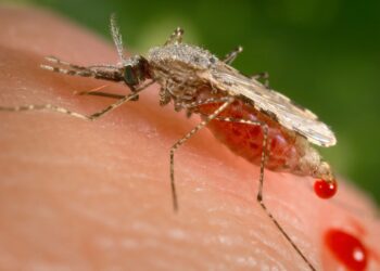 Africa: Genetically Modified ‘Pleasant’ Mosquitoes Launched in Struggle Towards Malaria