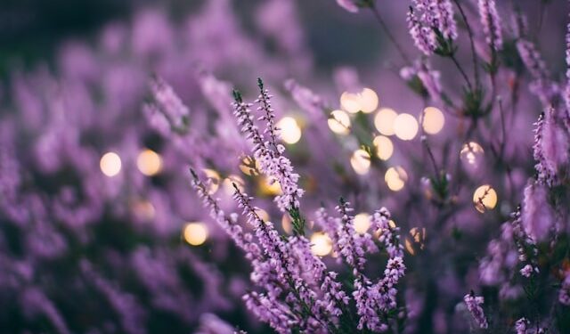 Execs Reveal Important Lavender Care Tips » Residence Type