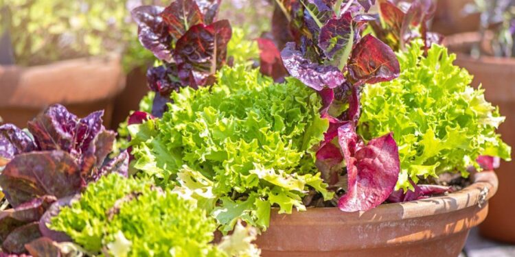 Foodscaping Concepts For Pots: Develop An Edible Panorama Wherever