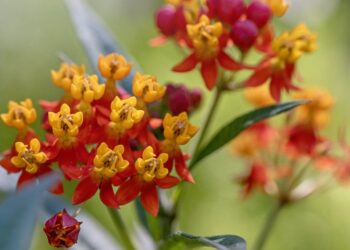 Why Tropical Milkweed Is Dangerous to Monarchs – Right here’s What To Do