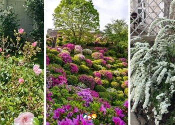 15+ Finest Bushes to Plant in Entrance of Your Home: 2024 Information