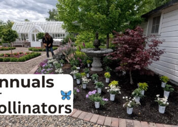 How you can Appeal to Pollinators 🦋🐝 with Backyard Reply!