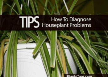 Ideas On How To Diagnose Houseplant Issues –