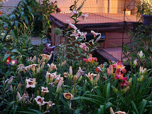 Terry’s New Jersey Backyard at Night time