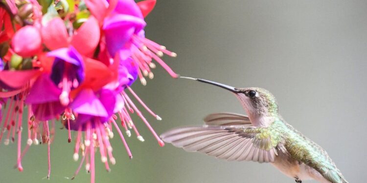 How To Plant A Hanging Basket For Hummingbirds