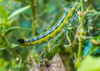 How To Establish, Take away And Forestall Boxwood Leafminer