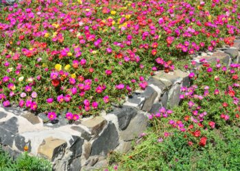 7 Finest Raised Flower Mattress Concepts For Longer Lasting Floral Coloration
