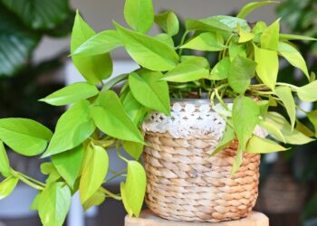 8 Pothos Varieties Each Plant Lover Ought to Develop